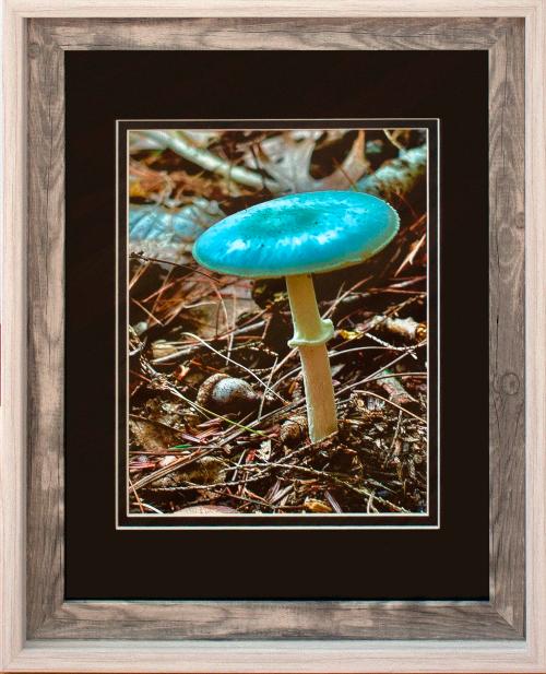 Fungi at Quabbbin - Annie Colturi • Honrable Mention