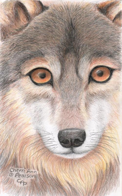 Cherri Ann Pearson wolf