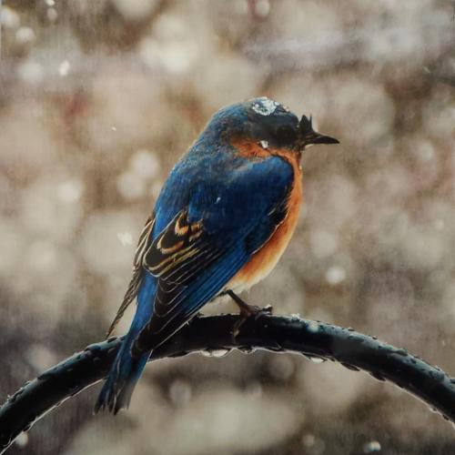 Barb King - Bluebird in the Snow