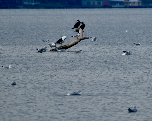 Cormorants and Gulls on L Cayuga. C White