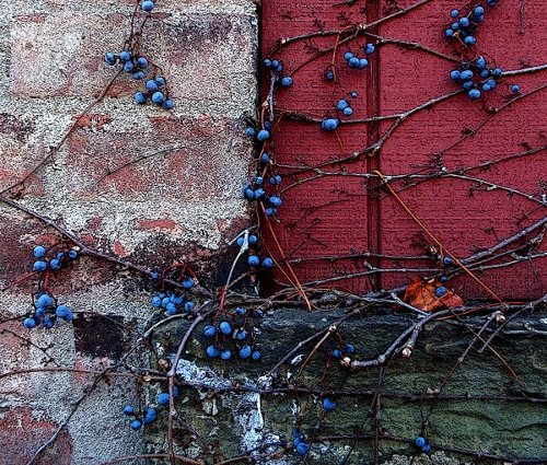 Berries On The Wall, C. Dunn