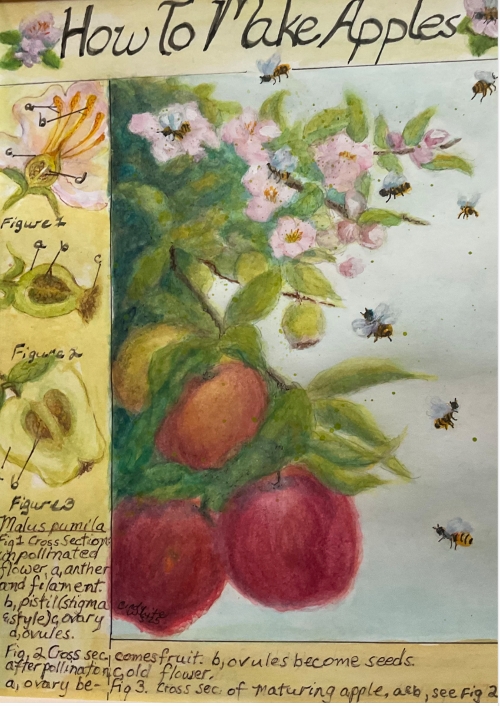 How To Make Apples, C. White