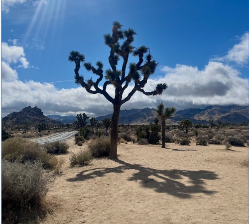 B. King, Joshua Tree Shadow, photograph